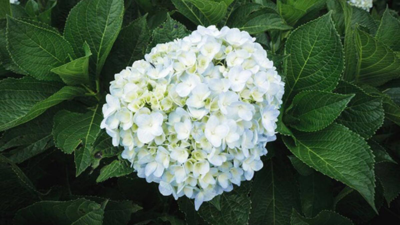 Hoa cẩm tú cầu trắng