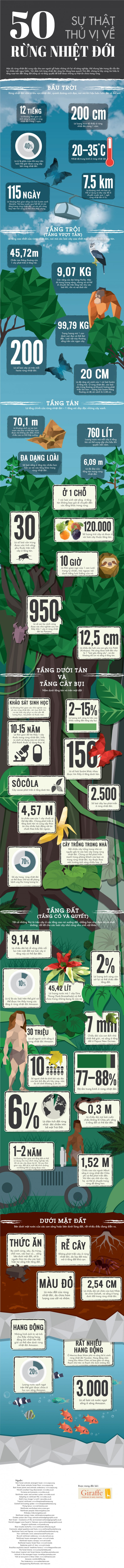 [Infographic] 50 sự thật thú vị bất ngờ về rừng nhiệt đới