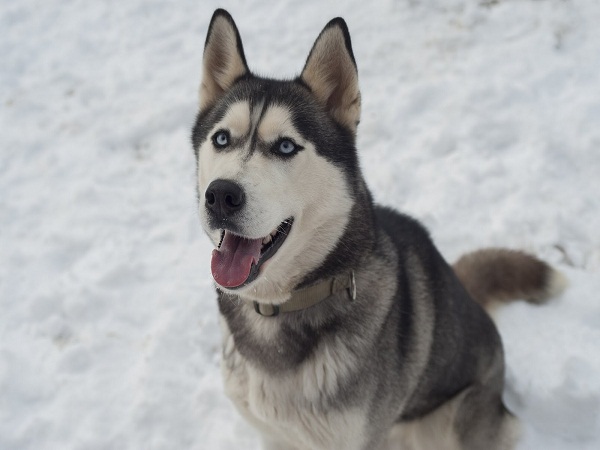 chó Husky